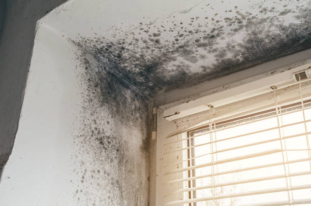 Affordable Attic Mold Remediation solutions in Concord, MA